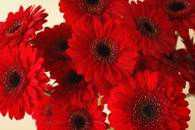 Photo of Bouquet of beautiful red gerbera flowers on beige background, closeup