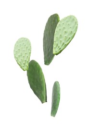 Image of Opuntia cactus pads falling on white background