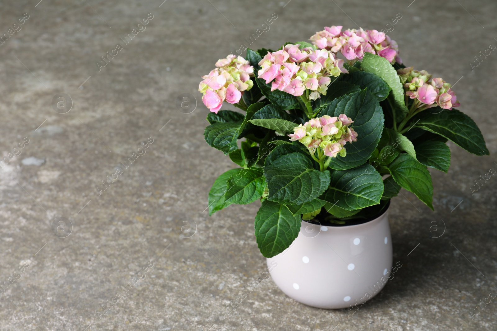 Photo of Beautiful blooming hortensia plant in pot on grey stone background. Space for text