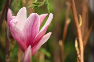 Closeup view of beautiful blooming magnolia tree outdoors