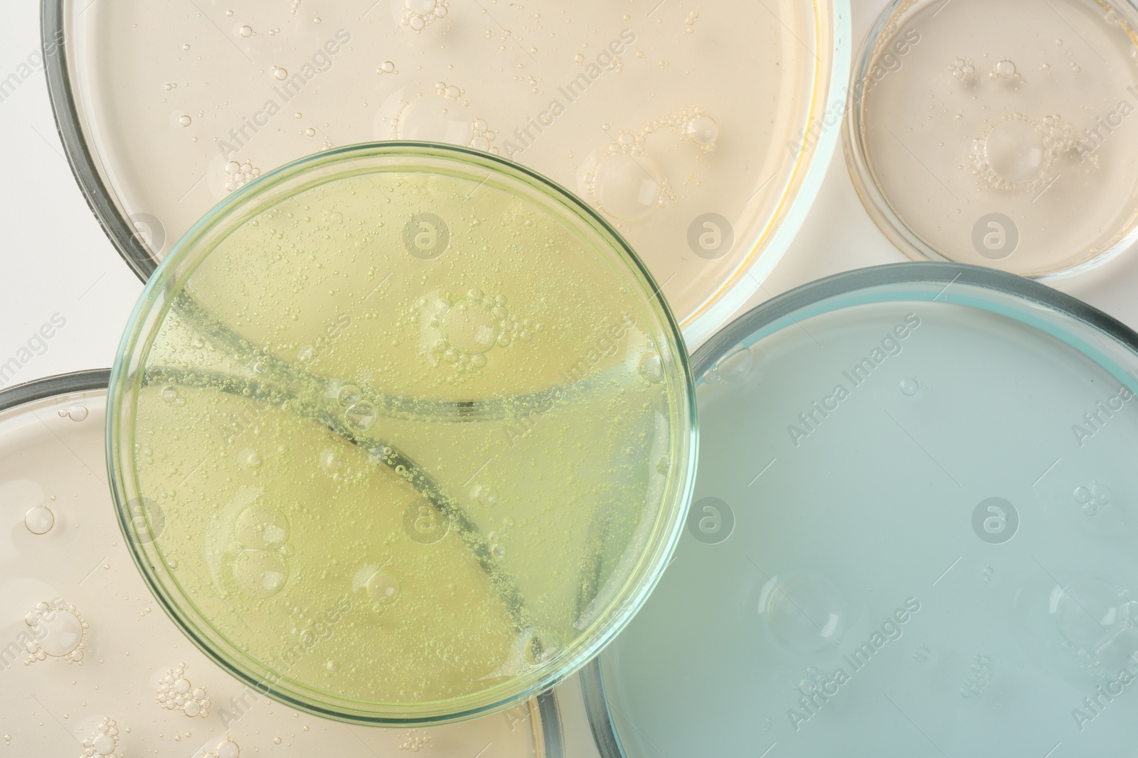 Photo of Petri dishes with different liquid samples on white background, top view