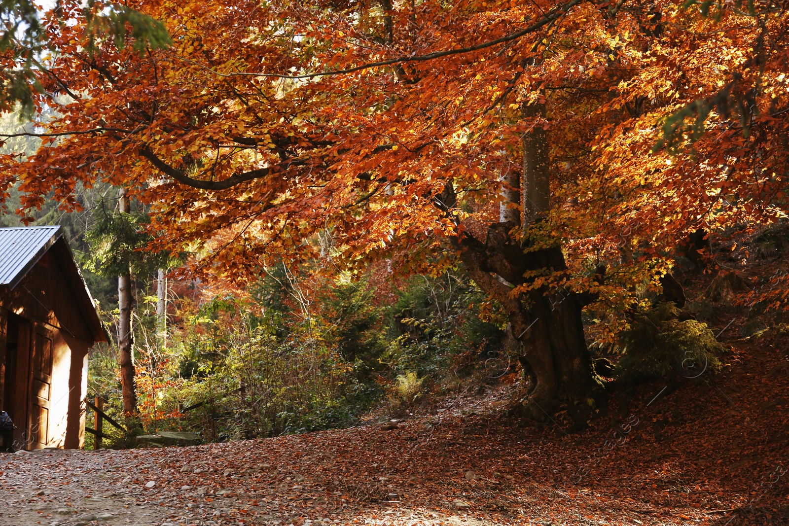 Photo of Beautiful landscape with wooden house in autumn forest. Camping ground