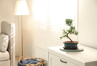 Photo of Japanese bonsai plant on cabinet in living room, space for text. Creating zen atmosphere at home