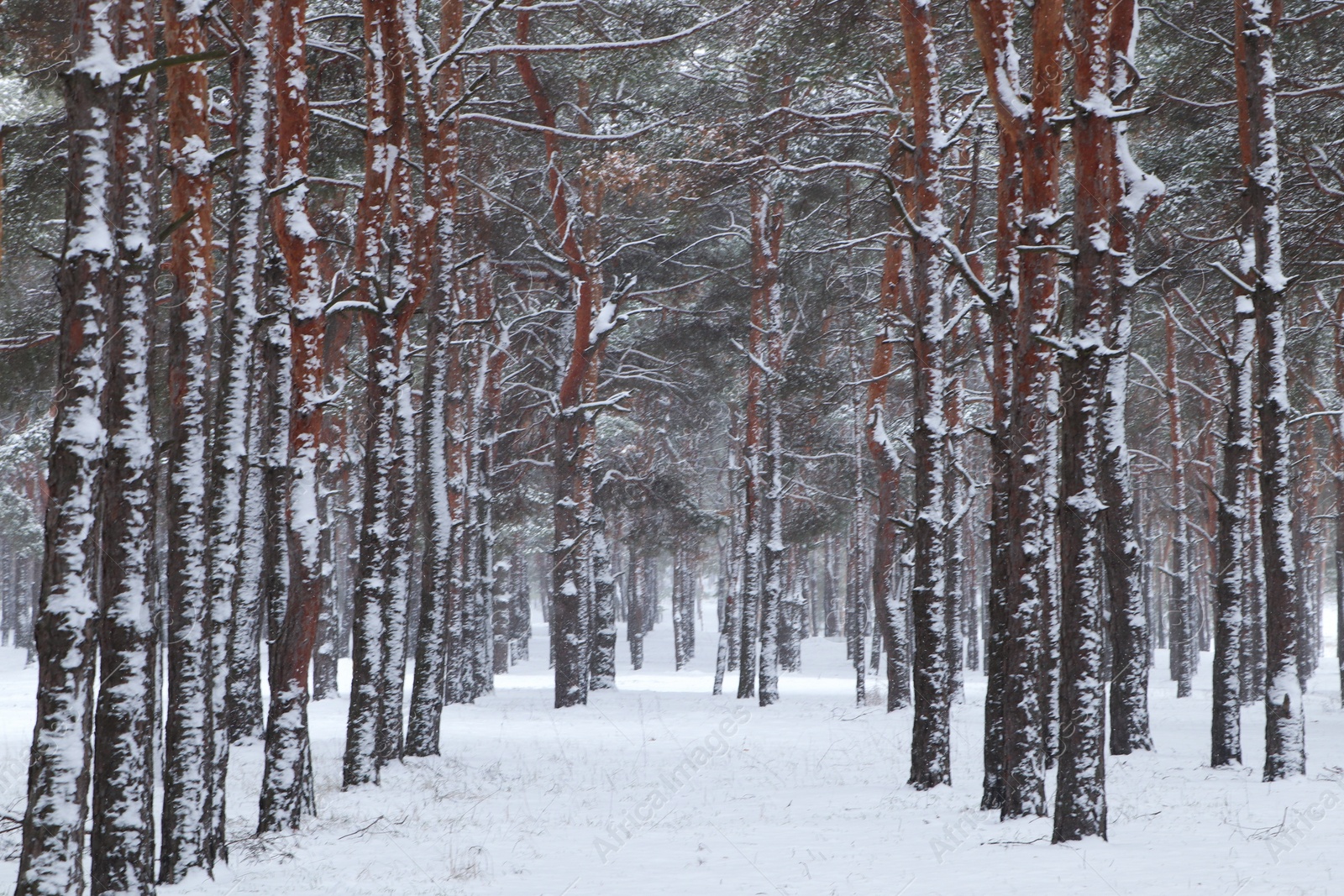 Photo of Picturesque view of beautiful forest covered with snow