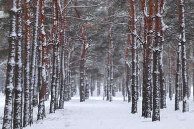 Picturesque view of beautiful forest covered with snow