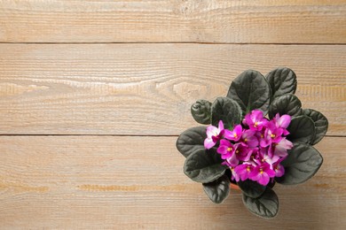 Photo of Top view of beautiful violet flowers on wooden background, space for text. Delicate house plant