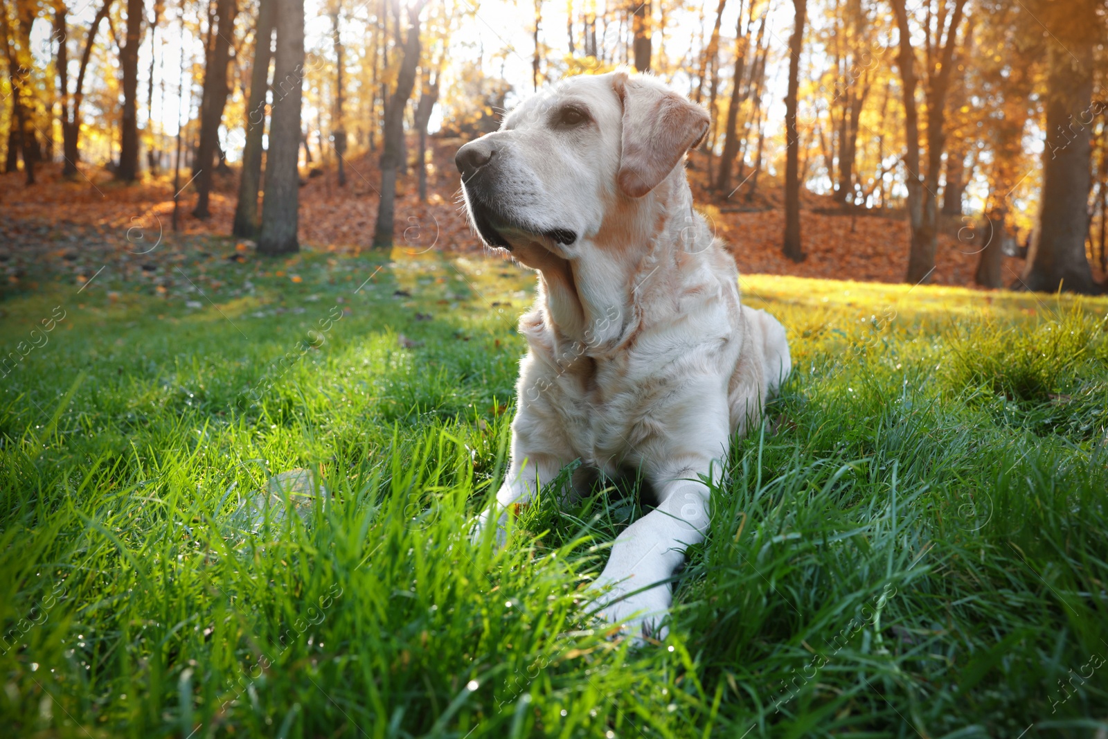 Photo of Cute Labrador Retriever dog on green grass in sunny autumn park. Space for text