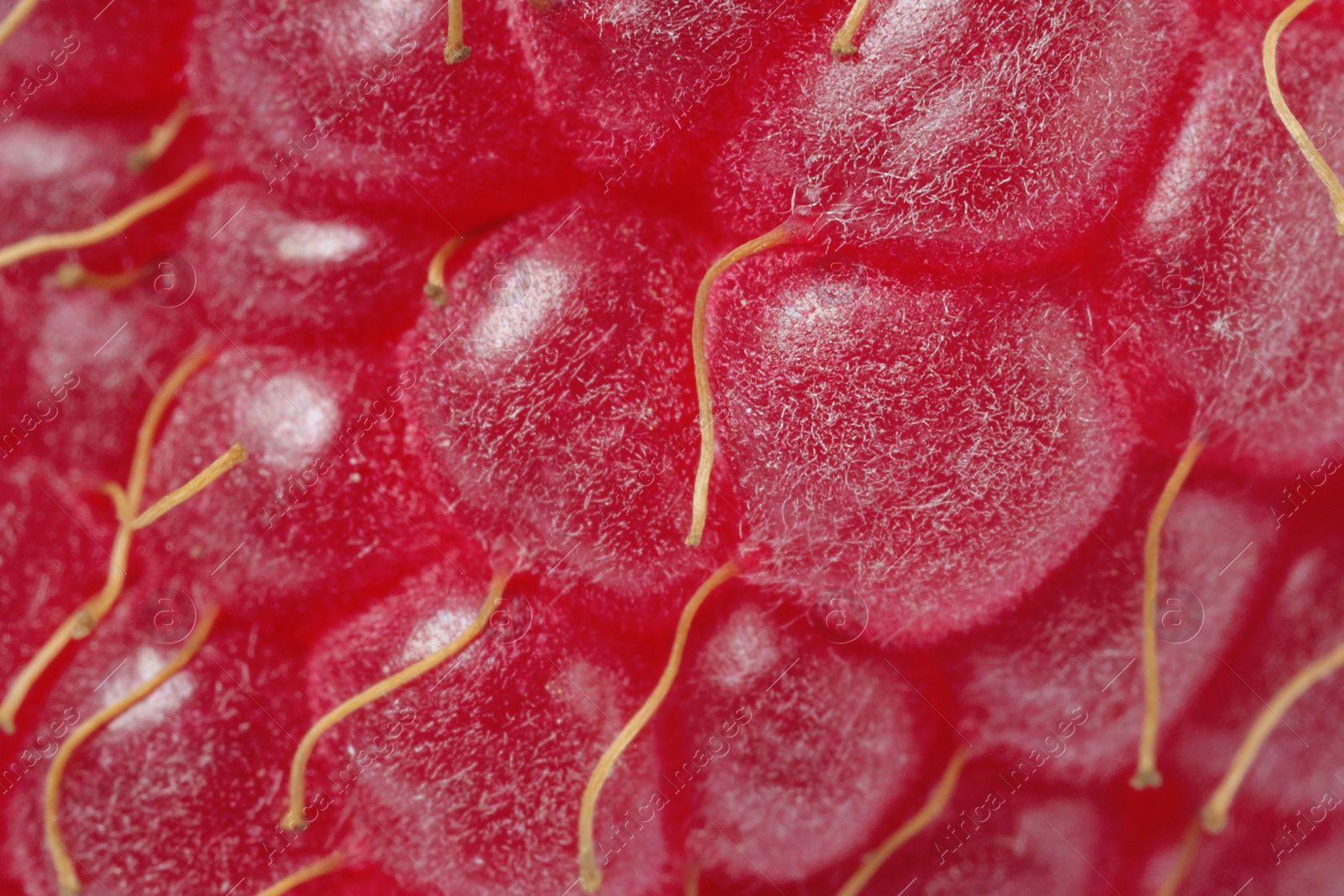 Photo of Texture of ripe raspberry as background, macro view. Fresh berry