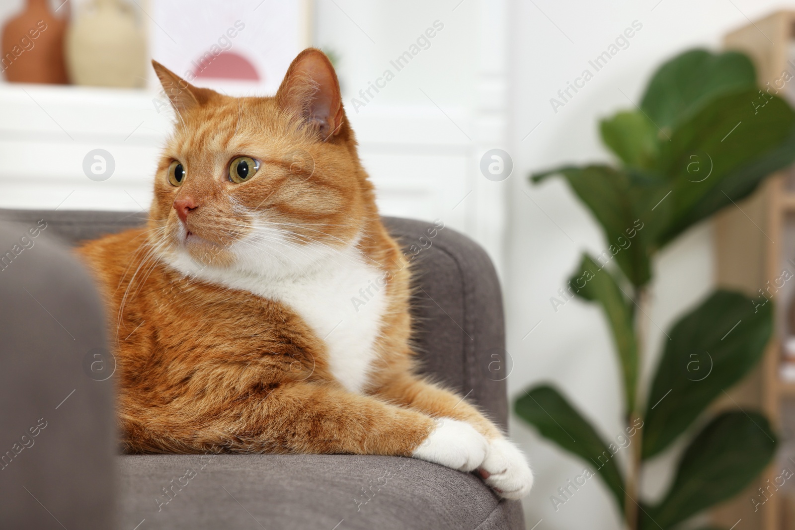 Photo of Cute ginger cat lying on armchair at home. Space for text