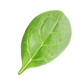 Photo of Fresh green leaf of healthy baby spinach on white background