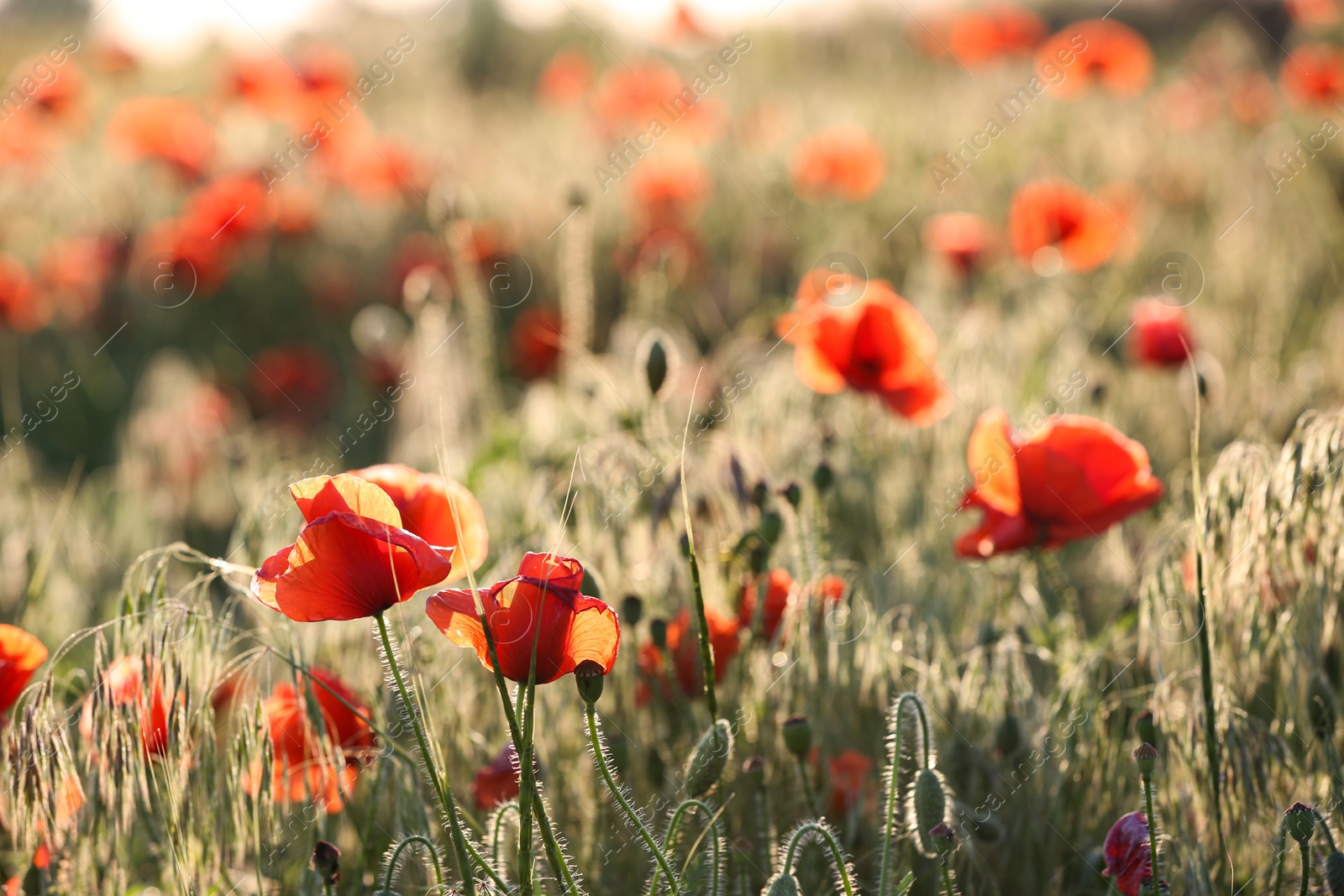 Photo of Sunlit field of beautiful blooming red poppy flowers