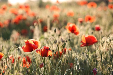 Sunlit field of beautiful blooming red poppy flowers