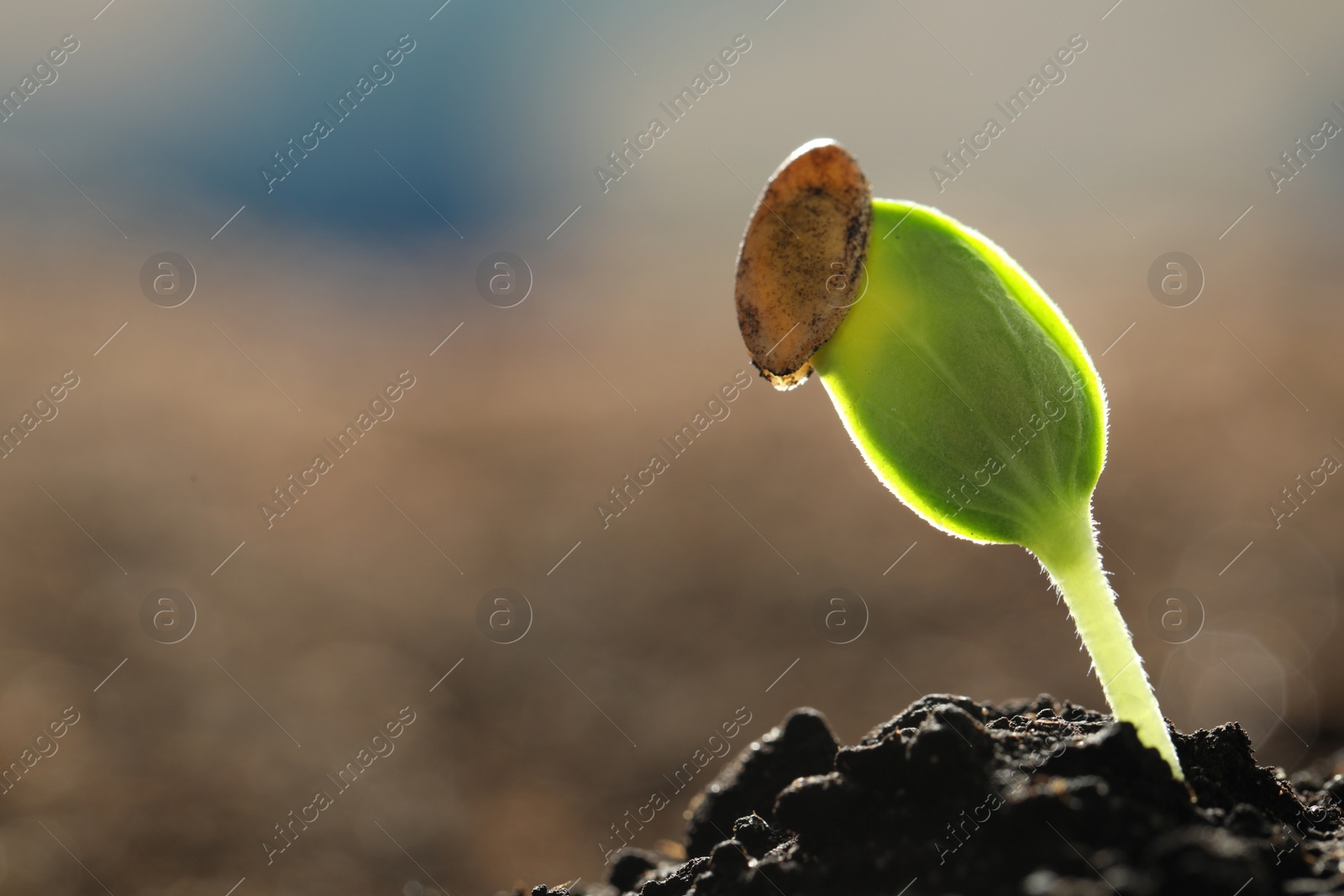 Photo of Young vegetable seedling growing in soil outdoors, space for text