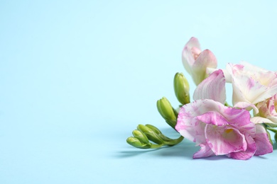 Photo of Beautiful blooming pink freesias on light blue background. Space for text