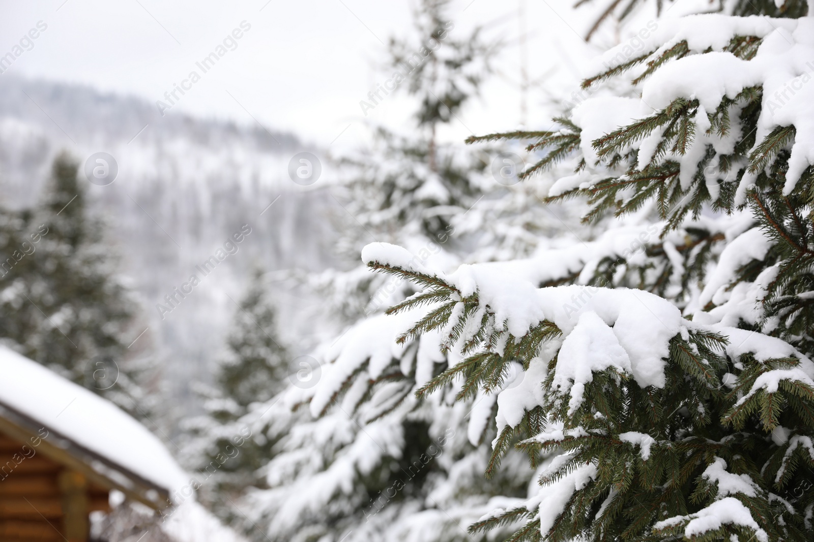 Photo of Fir tree covered with snow on winter day, closeup