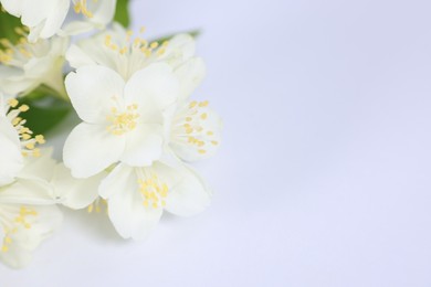 Photo of Beautiful jasmine flowers on white background, closeup. Space for text