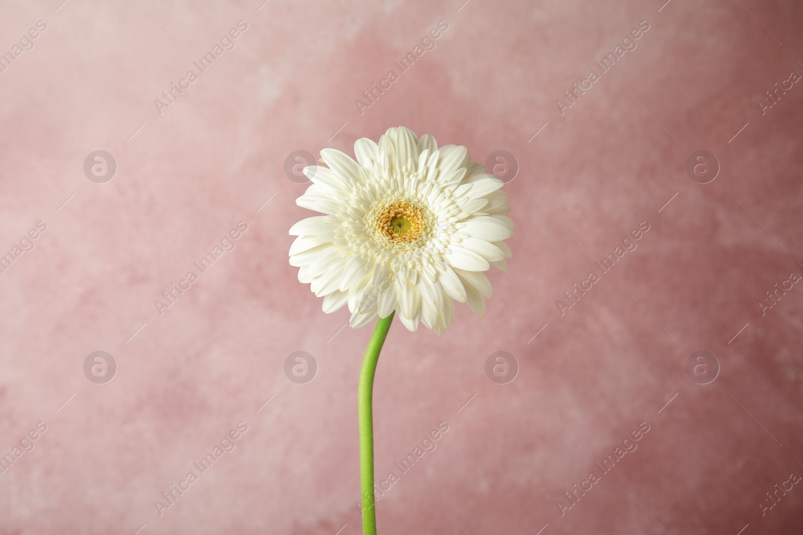 Photo of Beautiful bright gerbera flower on color background