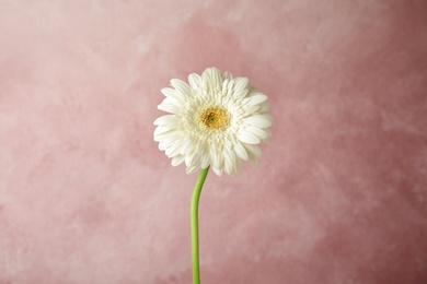 Beautiful bright gerbera flower on color background