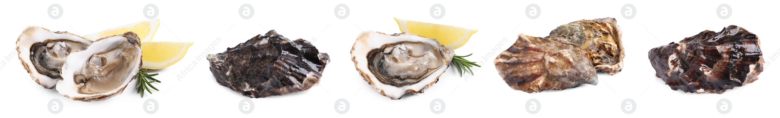 Image of Set with fresh raw oysters on white background. Banner design