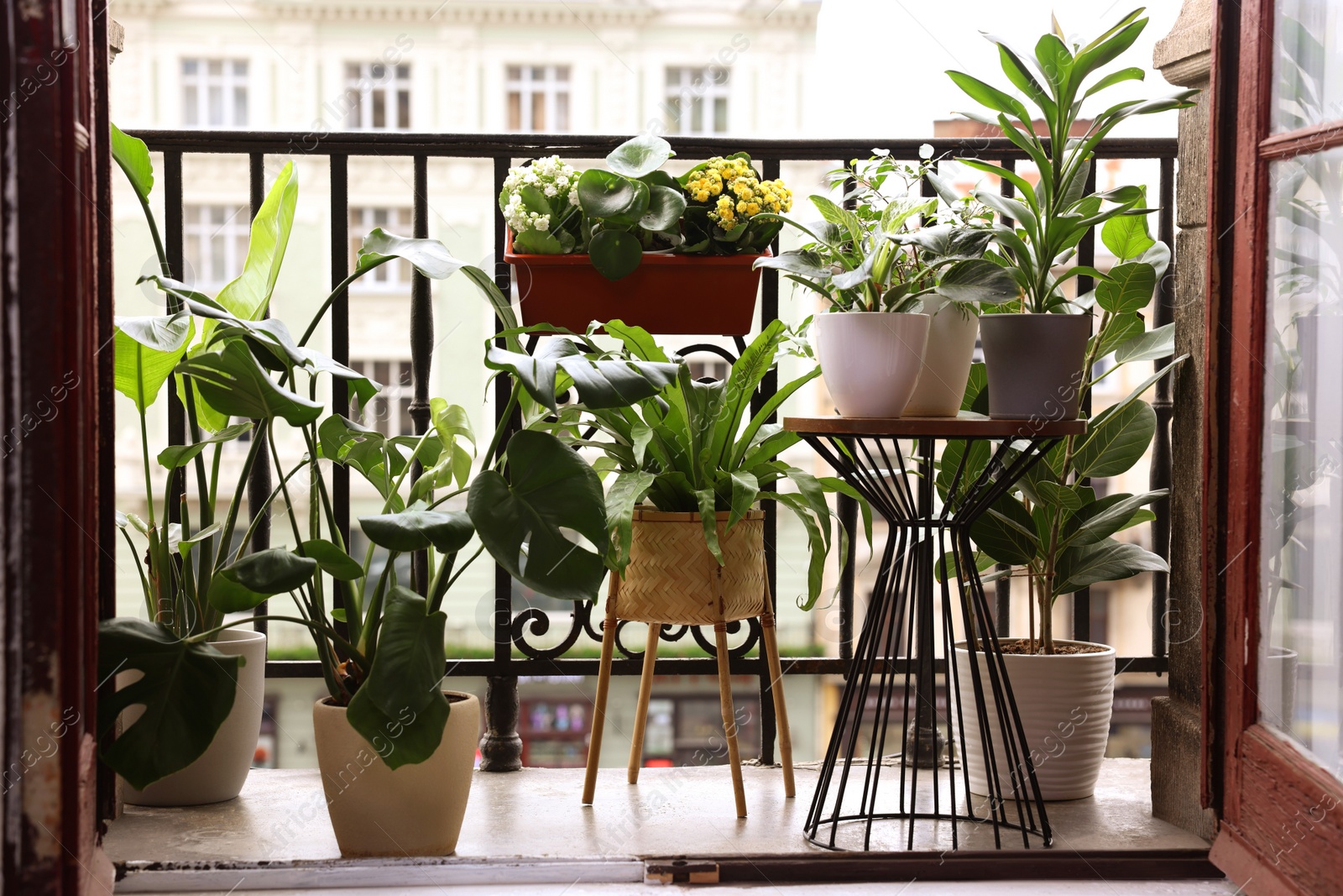 Photo of Many different beautiful plants in pots on balcony