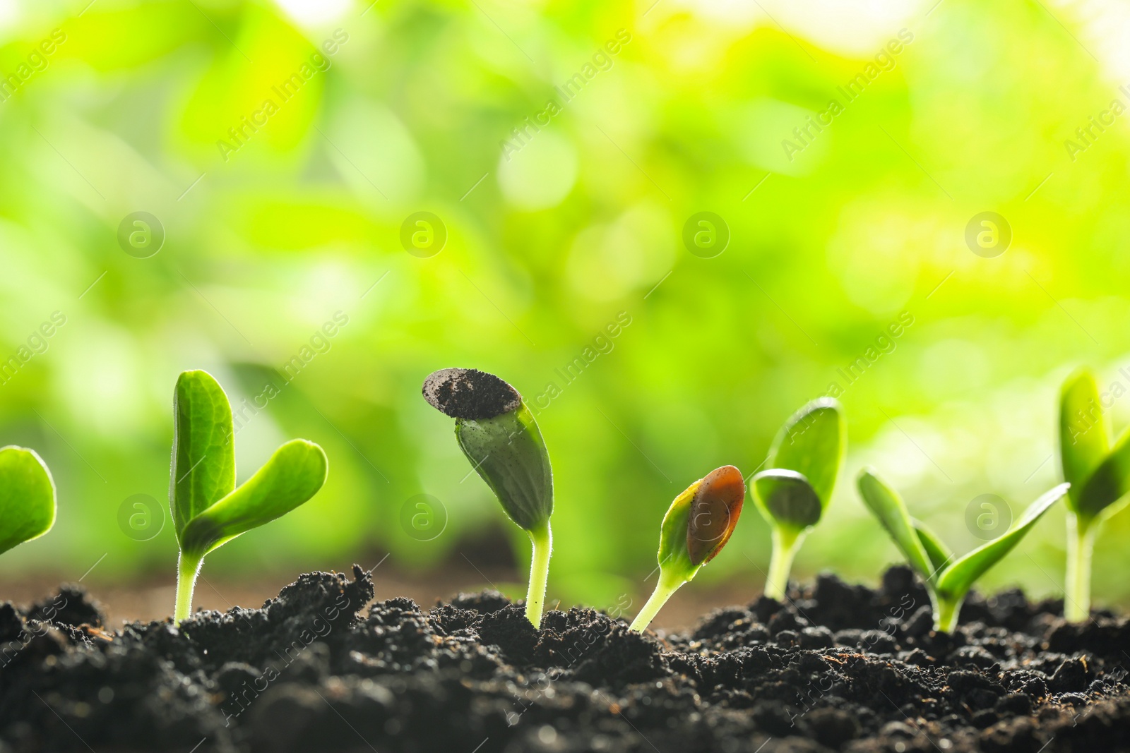 Photo of Young vegetable seedlings growing in soil outdoors, space for text