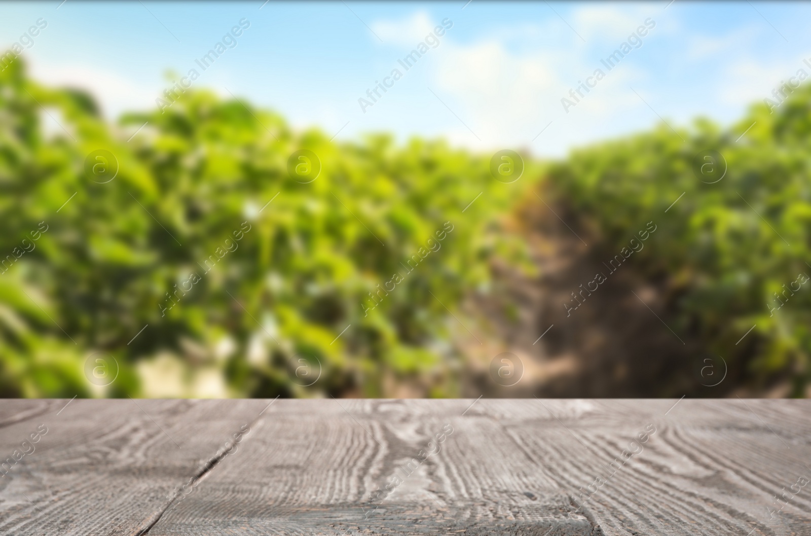 Image of Empty wooden surface and blurred view of field of potato bushes. Space for text