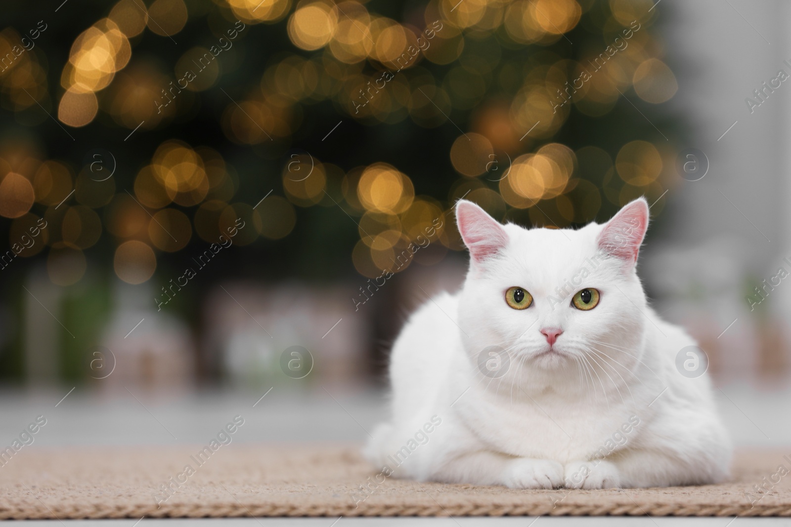 Photo of Christmas atmosphere. Adorable cat on rug in cosy room. Space for text