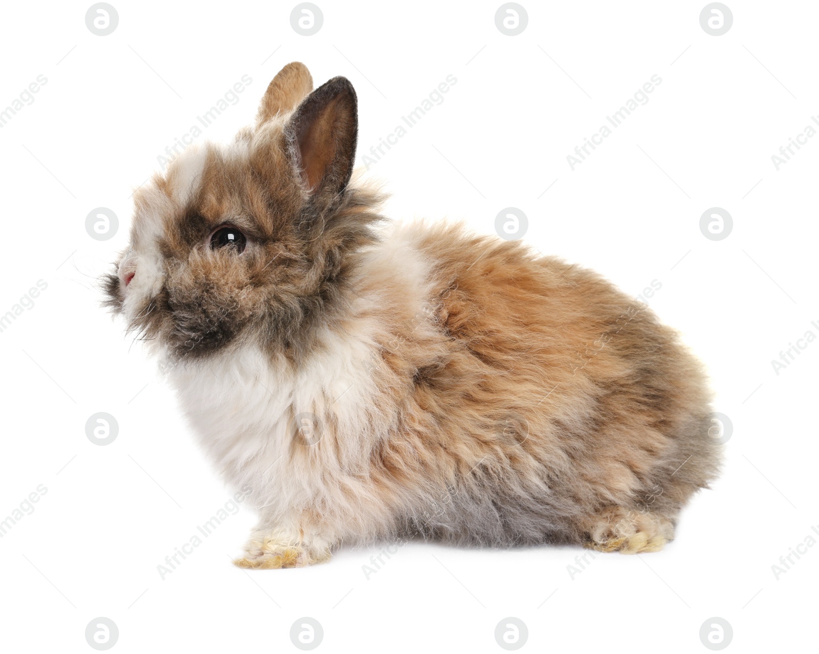 Photo of Fluffy rabbit isolated on white. Cute pet