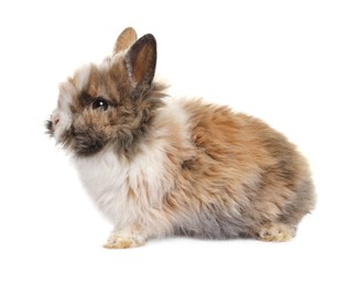 Photo of Fluffy rabbit isolated on white. Cute pet