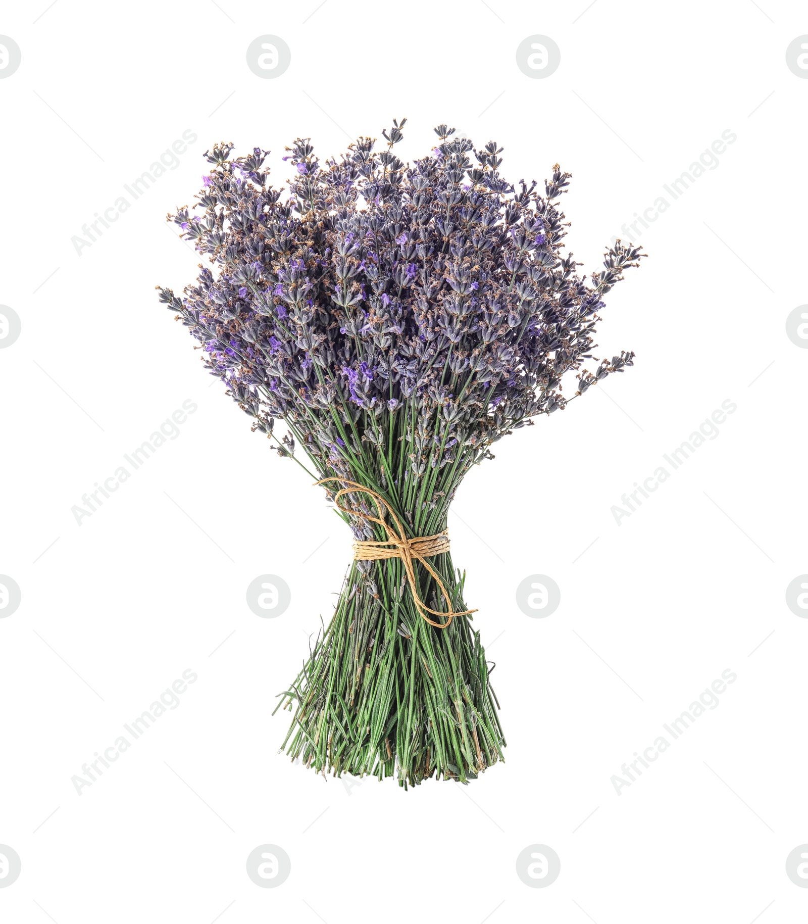 Photo of Beautiful blooming lavender flowers on white background