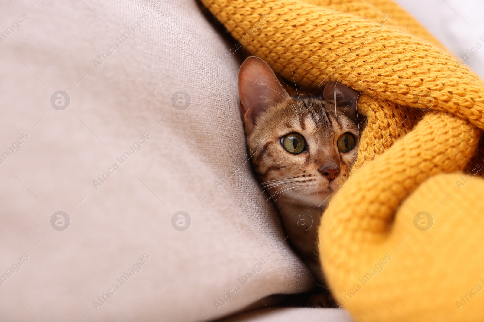 Photo of Cute Bengal cat lying on sofa with blanket at home, closeup and space for text. Adorable pet