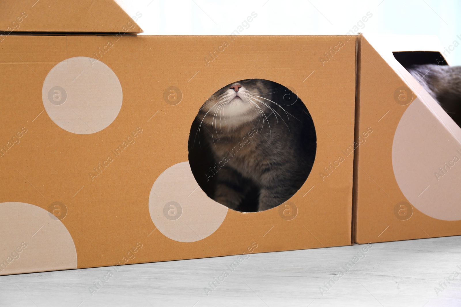 Photo of Cute gray tabby cat inside cardboard box in room. Lovely pet