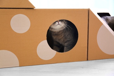 Photo of Cute gray tabby cat inside cardboard box in room. Lovely pet