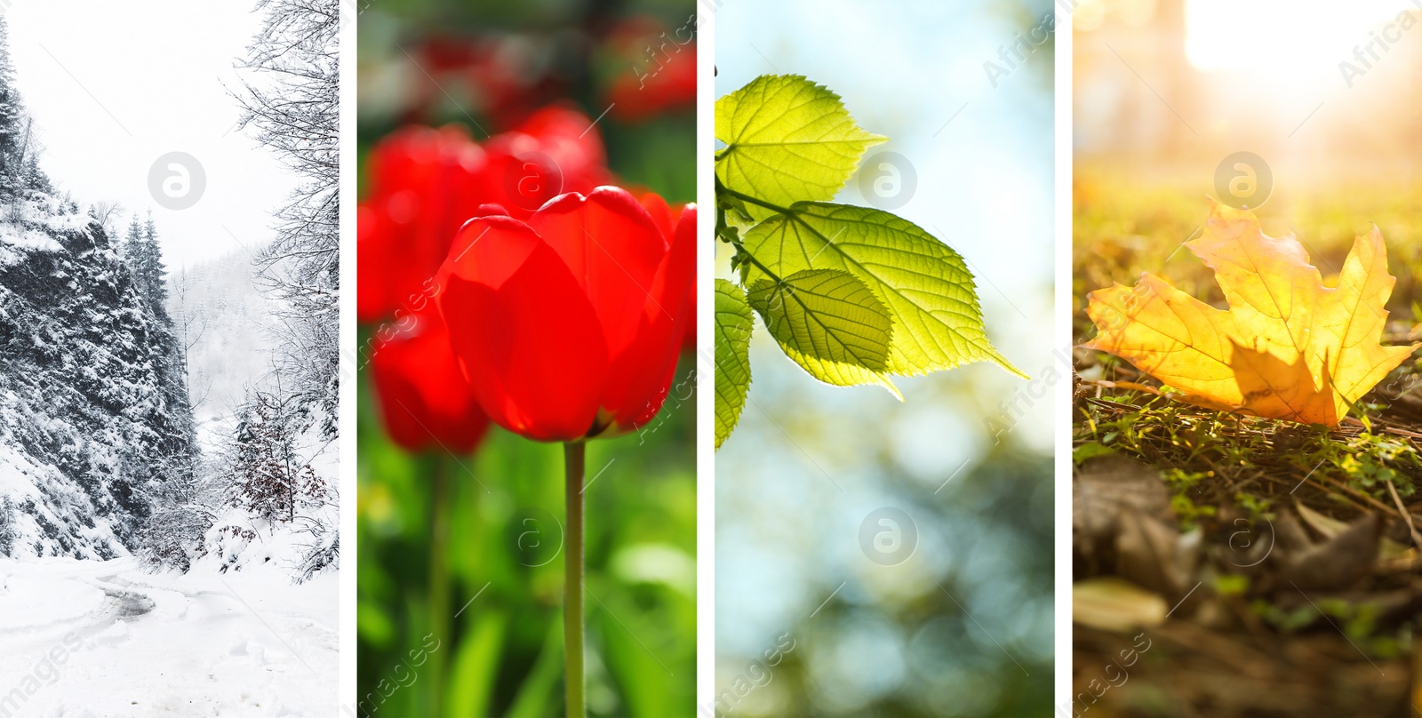 Image of Beautiful photos of nature. Four seasons collage