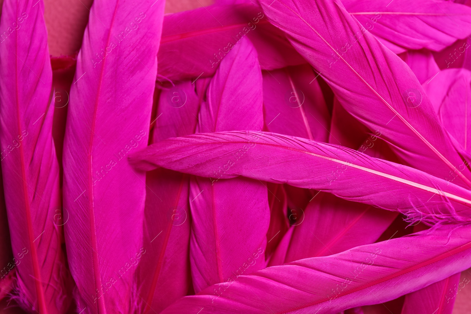 Photo of Many beautiful fluffy magenta feathers as background, top view