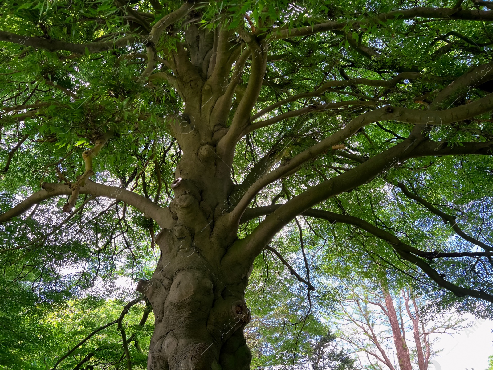 Photo of Beautiful tall tree with green leaves in park, low angle view