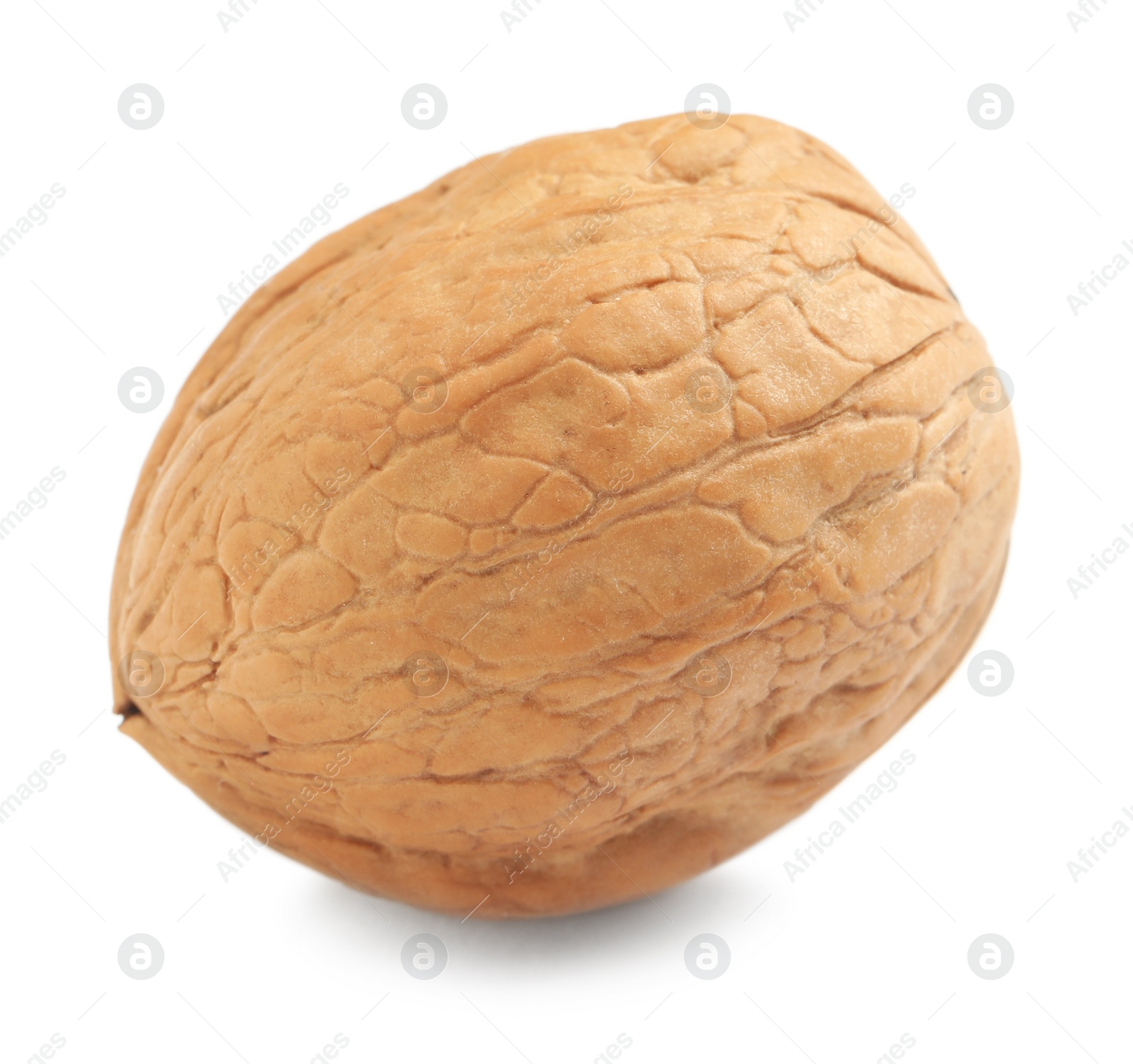 Photo of Whole walnut in shell isolated on white