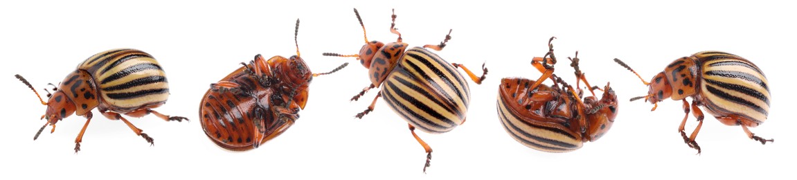 Image of Colorado potato beetles on white background, collage. Banner design