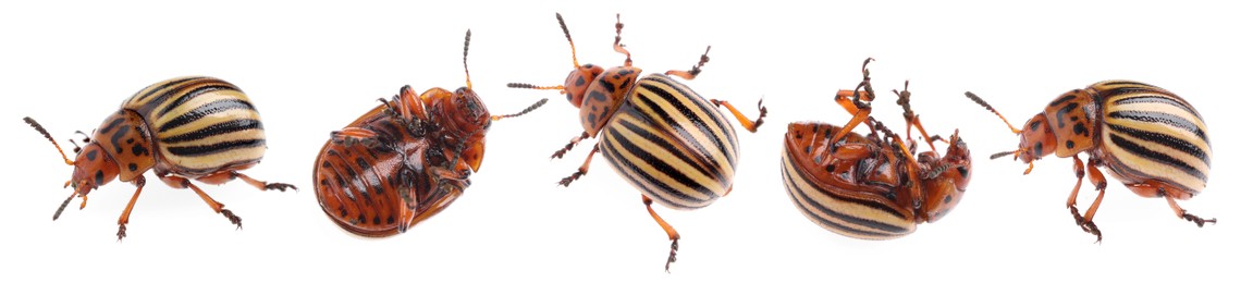 Colorado potato beetles on white background, collage. Banner design