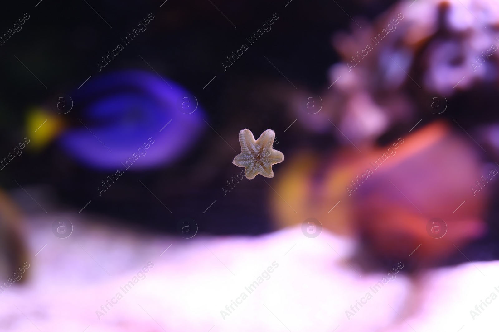 Photo of Beautiful small sea star on aquarium glass