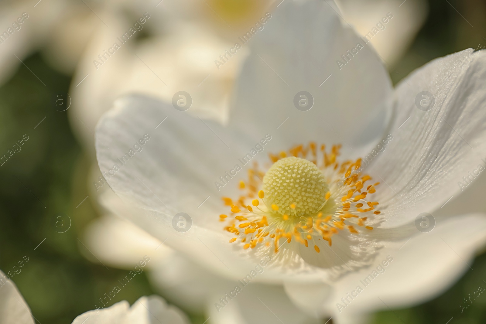 Photo of Beautiful blossoming Japanese anemone flower outdoors on spring day, closeup