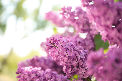 Photo of Closeup view of beautiful blossoming lilac shrub outdoors