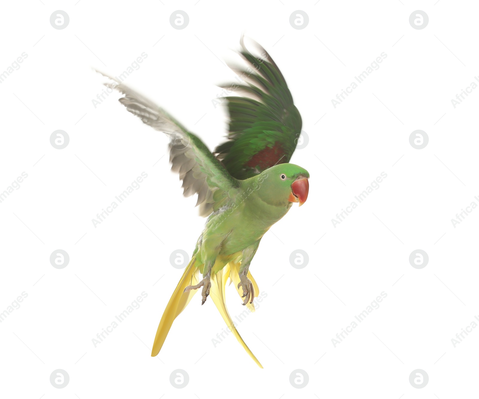 Photo of Beautiful Alexandrine parakeet flying isolated on white