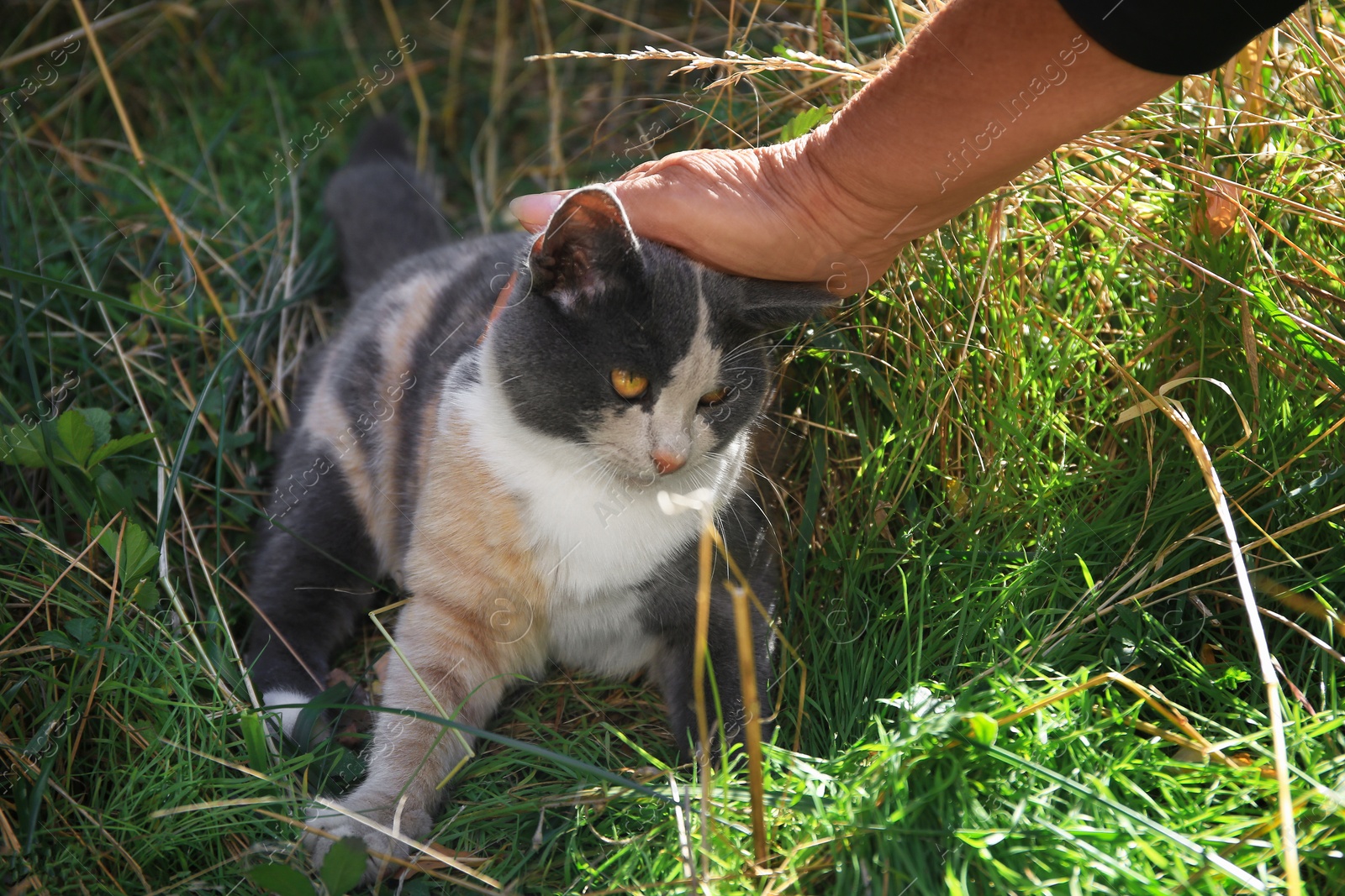 Photo of Woman stroking stray cat outdoors, closeup. Homeless animal