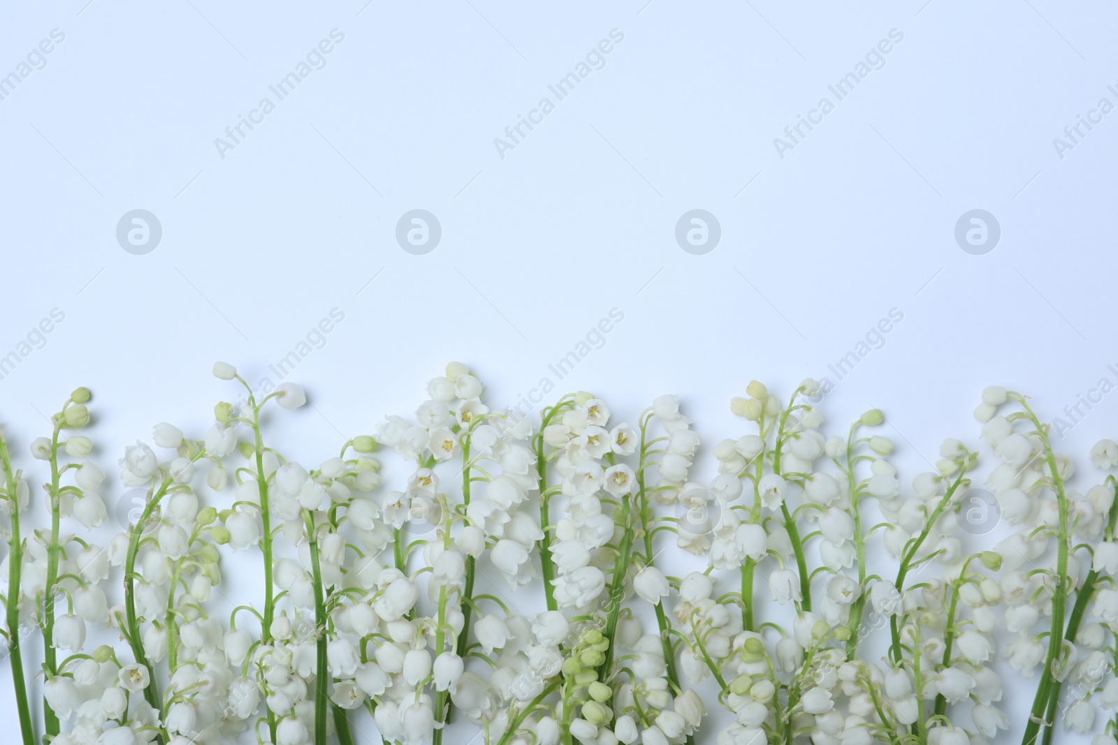 Photo of Beautiful lily of the valley flowers on white background, flat lay. Space for text