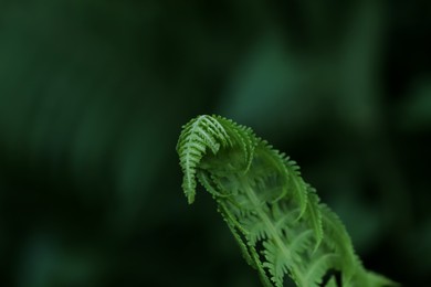 Photo of Beautiful unfolding fern leaf on blurred background, closeup view