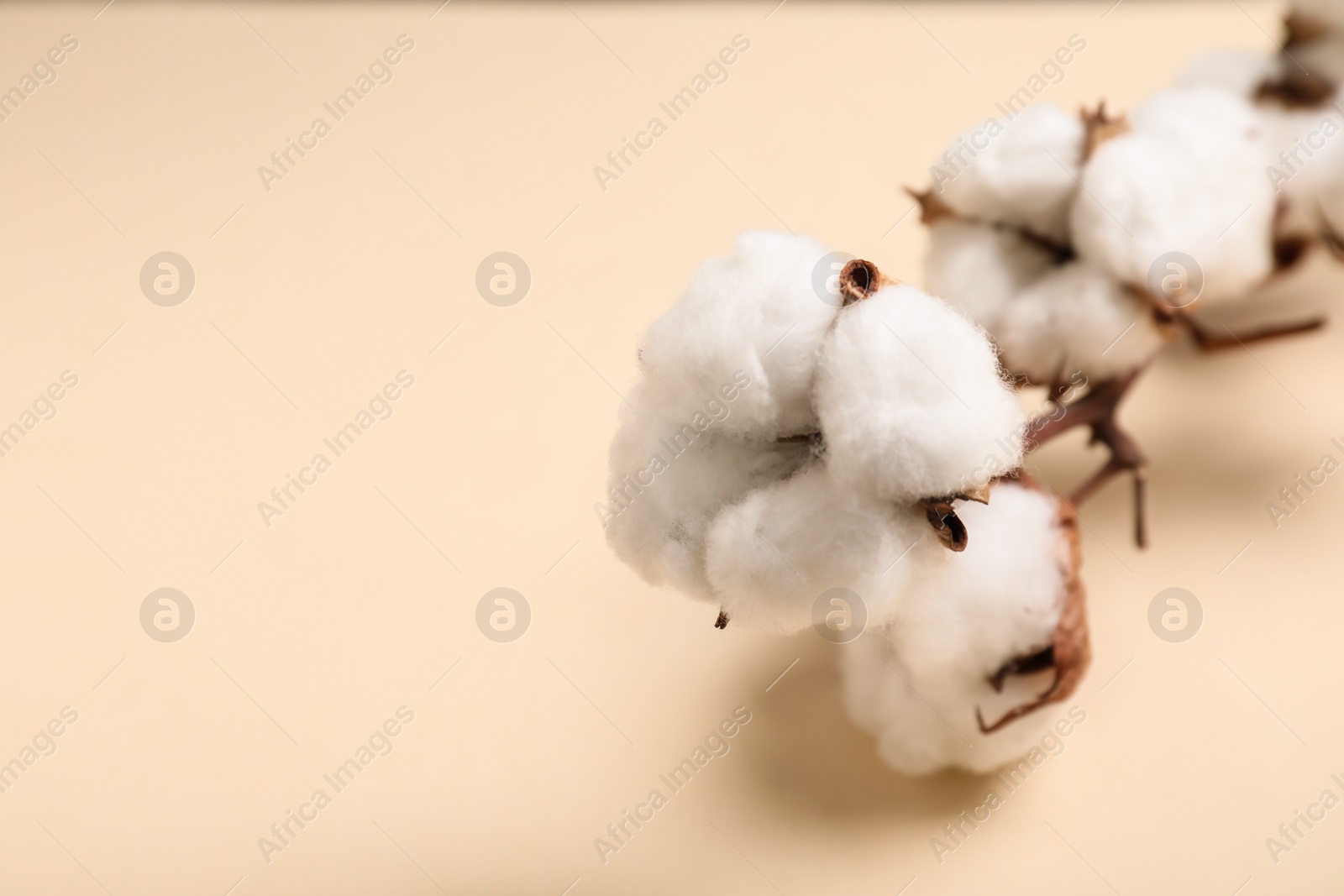 Photo of Fluffy cotton flowers on beige background, closeup. Space for text
