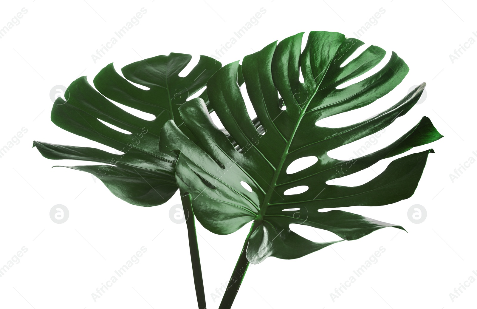 Photo of Beautiful monstera leaves isolated on white. Tropical plant