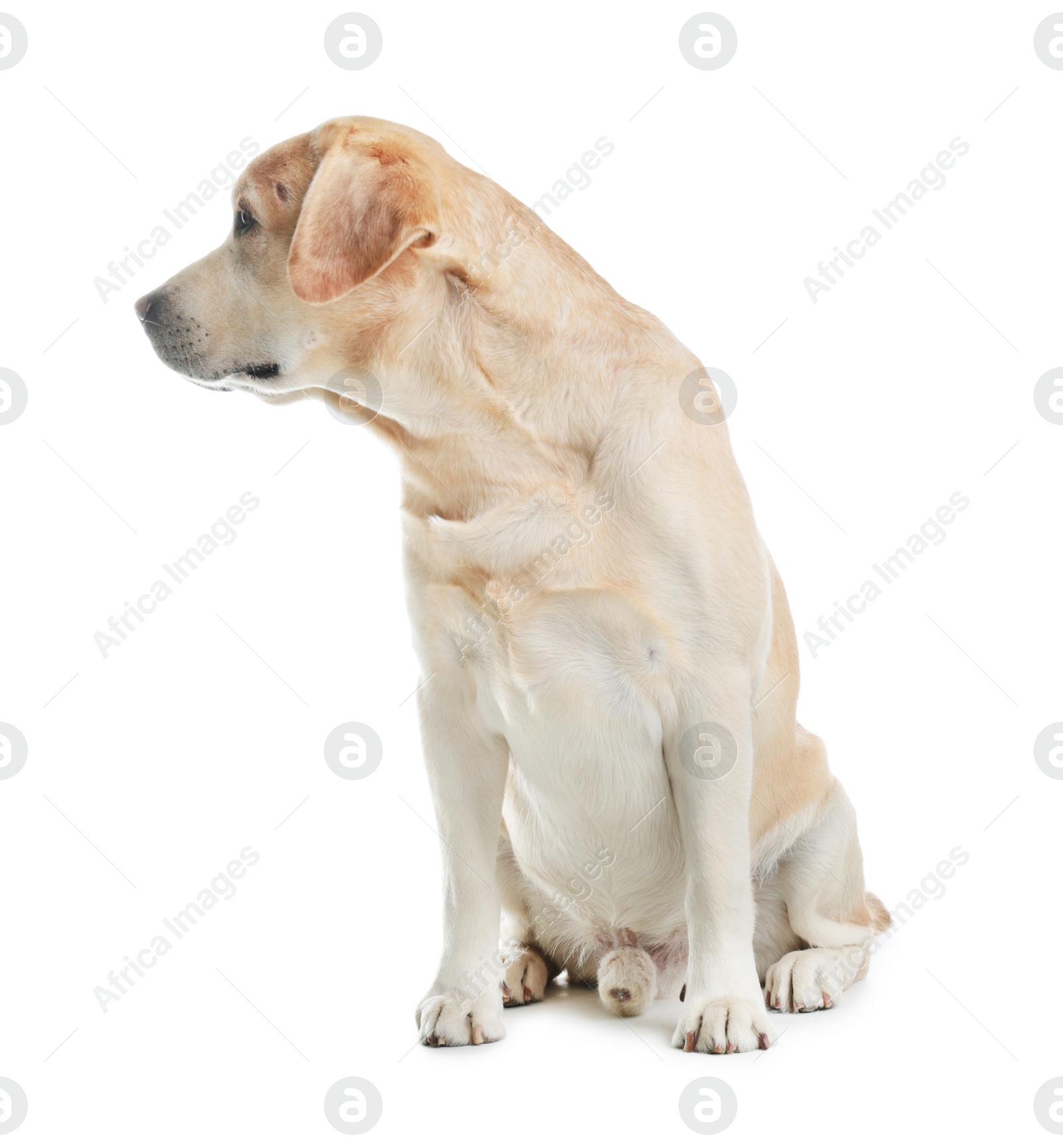 Photo of Adorable Labrador Retriever sitting on white background. Lovely dog