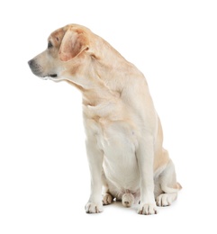 Photo of Adorable Labrador Retriever sitting on white background. Lovely dog